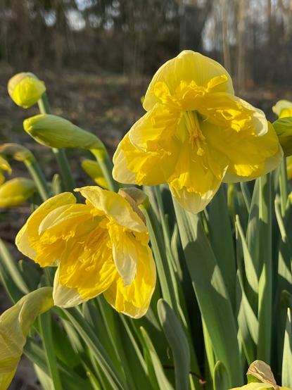 daffodils