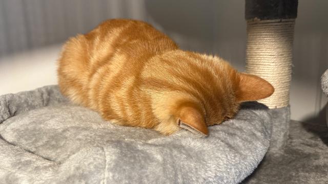 face down sleep