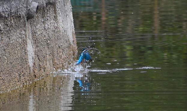 Bright, metallic blue kingfisher has just emerged from the water, water drops flying, tiny fish in its beak. He is emerging right next to a stone wall.