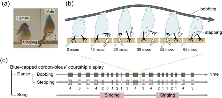 Courtship display in blue-capped cordon-bleus.