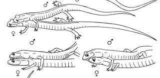 salamander mating
