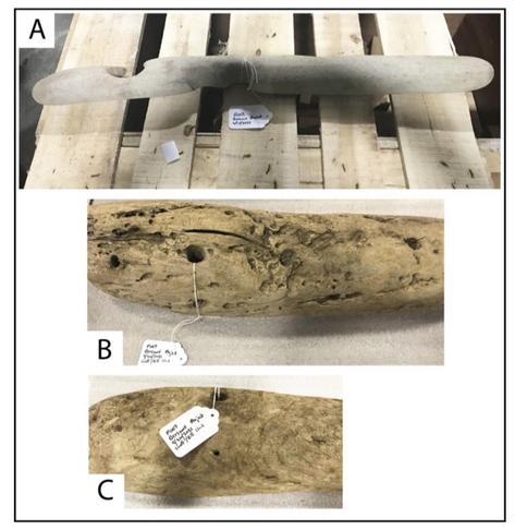 Distinctive driftwood found at the Smuggler Cove site that has been determined to be from the Beeswax Shipwreck of 1693.