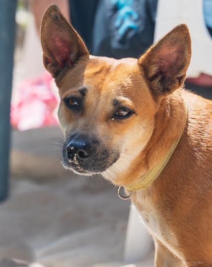 The face of a brown dog looking earnestly at the camera with a bit of sand on its nose.