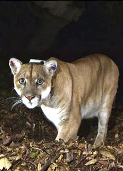 P22, w famous Los Angeles-area mountain lion, appears on a trail camera. His eyes are a pale yellow, his muzzle white, belly light tan to white. His coat is tan with occasional beautiful stripes. Rest in peace, baby.