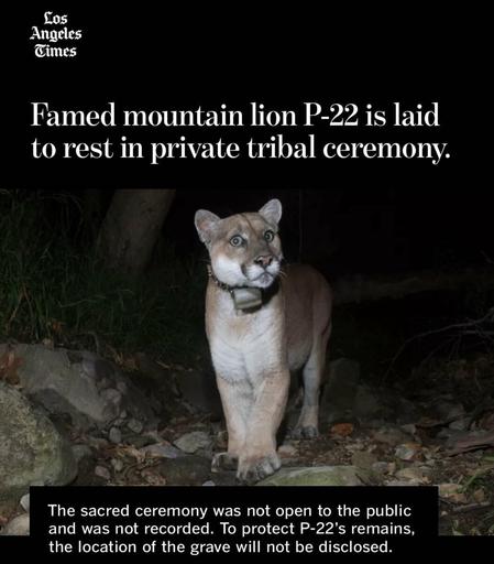 Los
Angeles
Gimes
Famed mountain lion P-22 is laid to rest in private tribal ceremony.
The sacred ceremony was not open to the public and was not recorded. To protect P-22's remains, the location of the grave will not be disclosed.