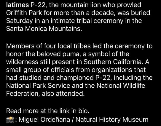 latimes P-22, the mountain lion who prowled Griffith Park for more than a decade, was buried Saturday in an intimate tribal ceremony in the Santa Monica Mountains.
Members of four local tribes led the ceremony to honor the beloved puma, a symbol of the wilderness still present in Southern California. A small group of officials from organizations that had studied and championed P-22, including the National Park Service and the National Wildlife Federation, also attended.
Read more at the link in bio.
1: Miguel Ordeñana / Natural History Museum