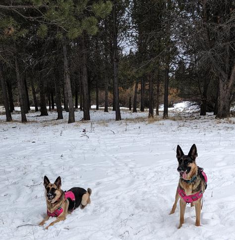 Two German shepherds in the snow. Pink harnesses.