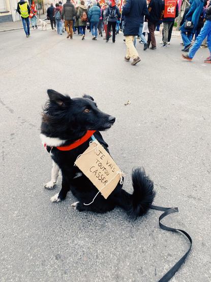 Petit chien noir, avec un foulard rouge, portant une pancarte sur le dos
