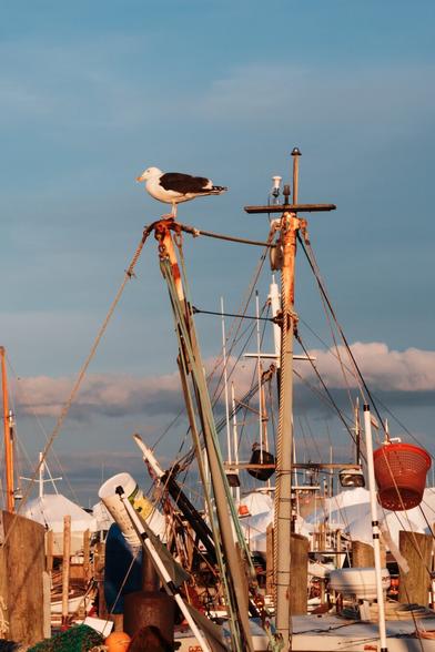 A color photograph of a seagull sitting on an upper post on a fishing boat - likely part of a hoist or line hauler. No water is visible - the compressed depth of field shows a crowded field of boats, with boats hauled out and covered in white wrap in the background.

The late afternoon winter sun gives everything a warm color, makes the white colored boats stand out, and above it all a pale blue sky with some clouds - light grey on top, darker underneath.