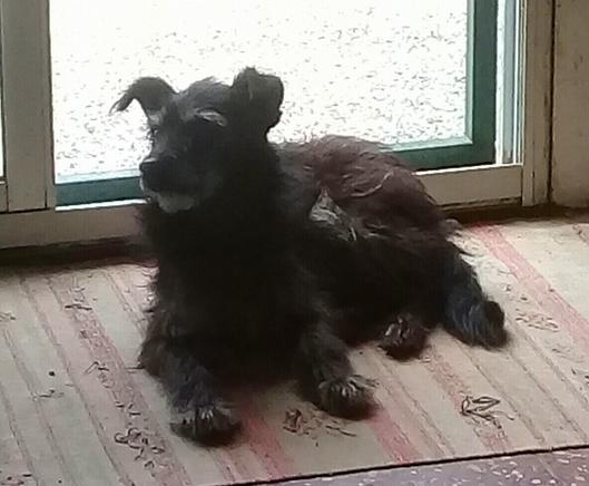 perrita barbicha acostada