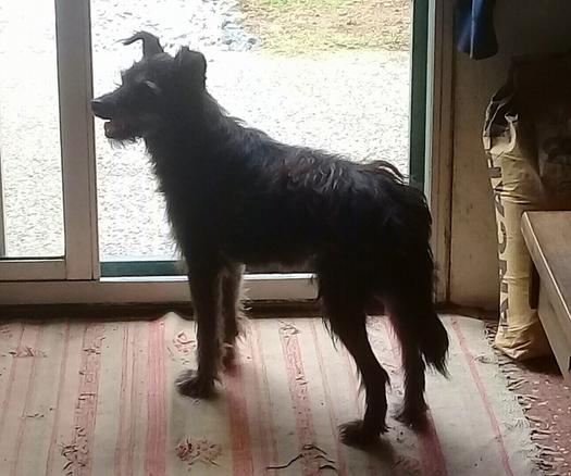 perrita barbicha parada