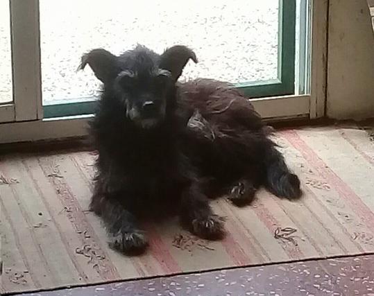 perrita barbicha dencansando