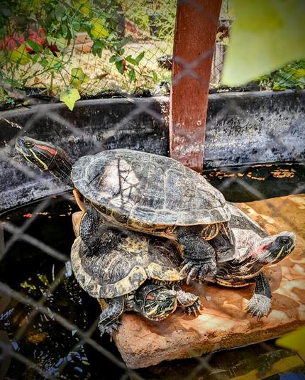 Photograph of three water turtles baking on a "rock".
Two turtles are facing the camera and the third is on top of the other two facing left. There is green foliage in the background. The "rock" is a large paving stone that looks like sandstone (tan colored).