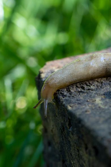 a beige slug with eye stalks fully extended peers over the side of a dark colored brick so its head is facing the ground.