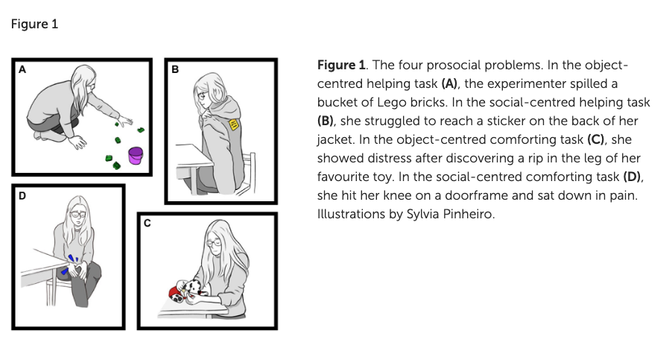 This is Figure 1 from the paper, describing the methods.  The Figure caption reads: The four prosocial problems. In the object-centred helping task (A), the experimenter spilled a bucket of Lego bricks. In the social-centred helping task (B), she struggled to reach a sticker on the back of her jacket. In the object-centred comforting task (C), she showed distress after discovering a rip in the leg of her favourite toy. In the social-centred comforting task (D), she hit her knee on a doorframe and sat down in pain. Illustrations by Sylvia Pinheiro.