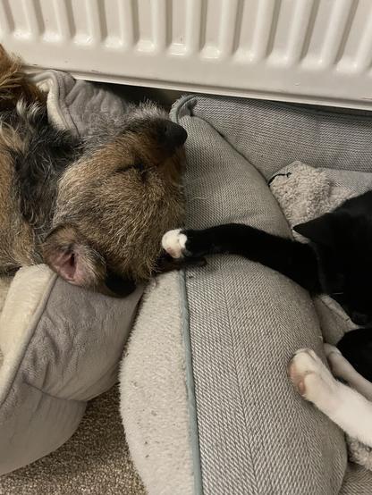 A close up of two pet beds. One has a border terrier in and one a black and white cat in. The dog’s head is resting on the cats bed and the cats paw is stretched out touching the dog’s head.
