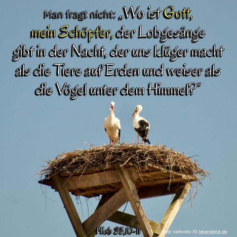 Storchennest mit zwei Störchen dazu der Bibelvers aus Hiob 35,10-11: Man fragt nicht: "Wo ist Gott, mein Schöpfer, der Lobgesänge gibt in der Nacht, der uns klüger mach als die Tiere auf Erden und weiser als die Vögel unter dem Himmel?"