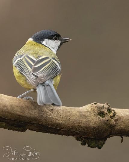Perching great tit