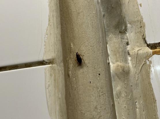 Auf einer gefliesten Wand sitzt eine Kakerlake.