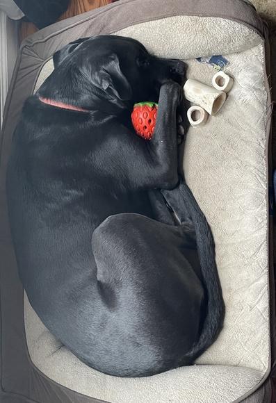 Large black LabraDane curled up in his dog bed deep snuggling a toy silicone strawberry. Beside his nose are three bones, two small circles and one longer bone. The dog appears asleep.
