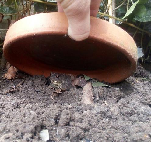 Een gewone pad (Bufo bufo) wordt verstoord doordat iemand de terracotta plantenschotel, waaronder hij z'n winterslaap hield, omhoog trekt.