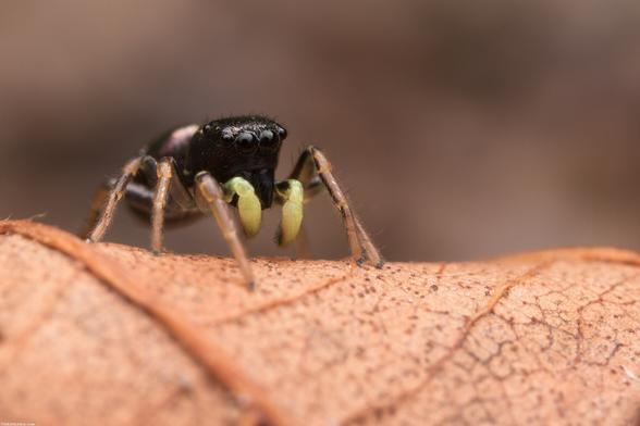 Coppery Sun jumping spider on a dead leaf