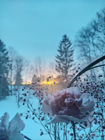 Pink flowers with a sunset behind them.