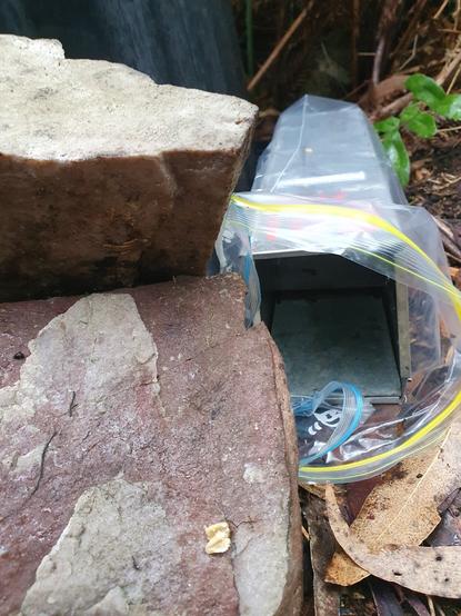 Small live animal trap, next to a plastic box in the bush.