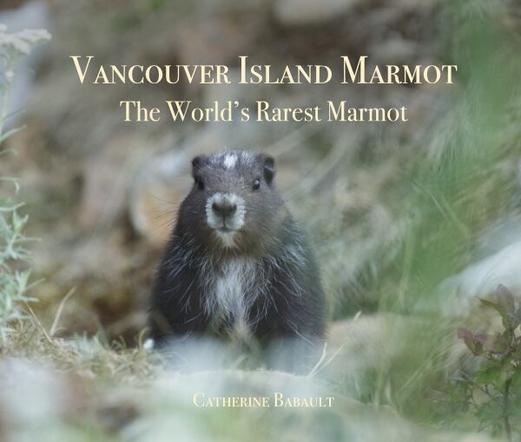 Cover of the book Vancouver Island Marmot, The World's Rarest Marmot by Catherine Babault, with a pup on the cover staring at the camera.