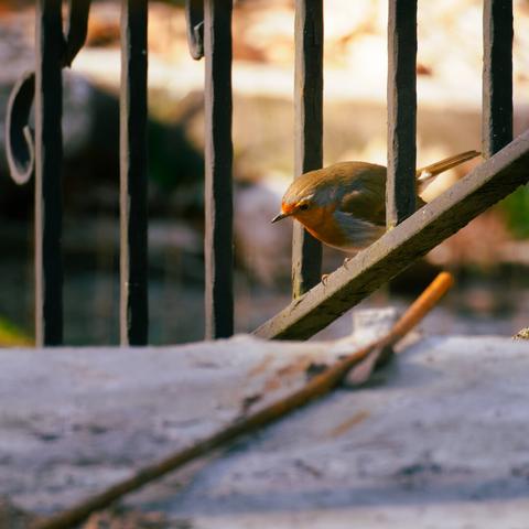 Robin sitting on a the bottom part of a guard rail in the garden, looking down to spy a fly.