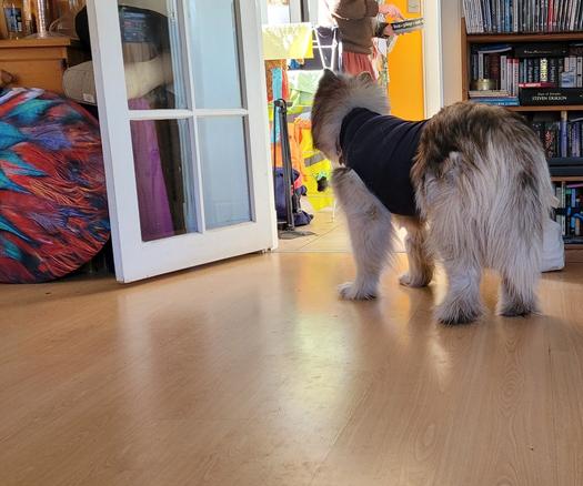 A very fluffy grey and white husky in a very tight navy blue post-surgical onesie looking at her owner preparing dog food in a bowl. The point of view is from behind the husky, so the tight outfit makes her head look enormous.