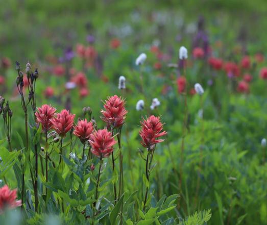A group of brilliant red flowers stands in front of a backdrop of various other plants and flowers. The red flowers are have a bristly appearance, at the end of a long thin stem, giving the appearance of a paintbrush.