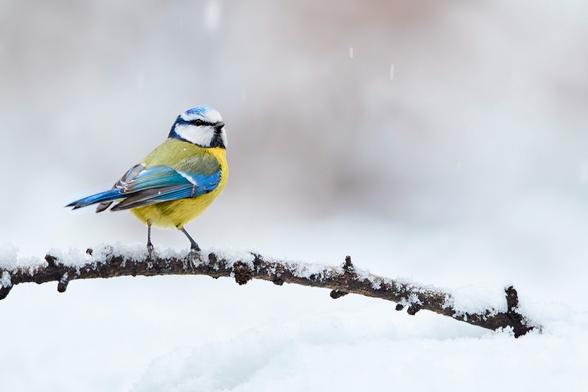 Eurasian BleuTit on a snowy branch.
