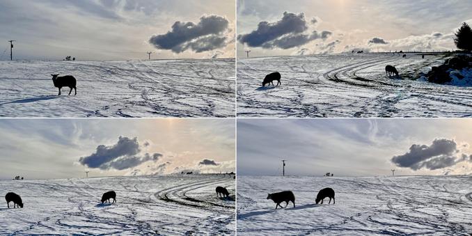 A four image collage. Snowy, frosty, icy, scenes with sheep in fields. Late afternoon skies with striking cloud combination.