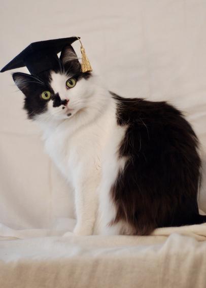 Full view of a black and white kitty standing up and looking a little over his shoulder. He is wearing a traditional black graduation cap with a golden tassel.
