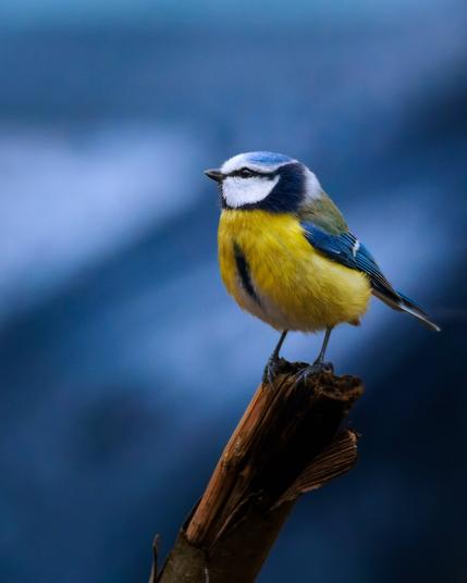 A blue tit sitting on top of a broken branch that is vertical looking to the left. The background is a mostly blue but completely out of focus.