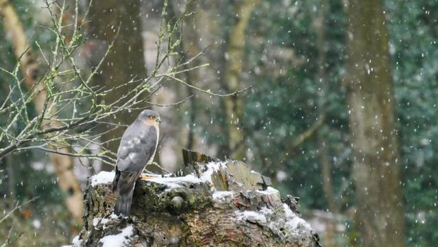 Sperwer (kleine roofvogel) hoog op een dode boomstam