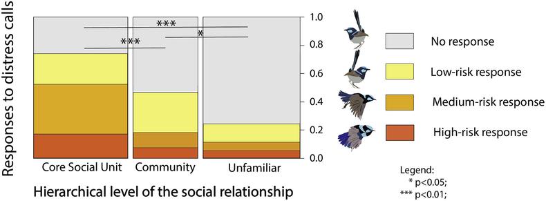 The strength of cooperative helping responses to distress calls in superb fairy-wrens decreases with the familiarity (social unit, community, unfamiliar)