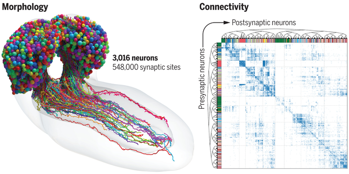 The connectome of the Drosophila larval brain.

The morphologies of all brain neurons, reconstructed from a synapse-resolution EM volume, and the synaptic connectivity matrix of an entire brain. This connectivity information was used to hierarchically cluster all brains into 93 cell types, which were internally consistent based on morphology and known function.
