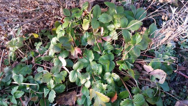 Monatserdbeere (Fragaria semperflorens)