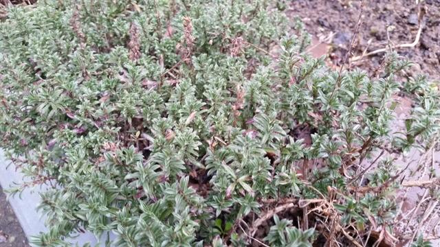 Bohnenkraut, mehrjährig (Satureja hortensis)
