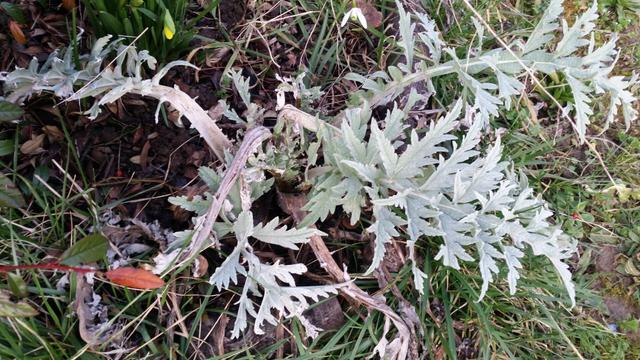 Artischocke (Cynara cardunculus "Vert de Provence")