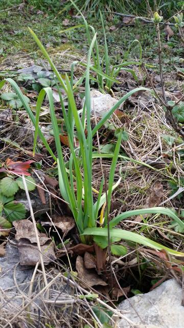 Knoblauch (Allium sativum)