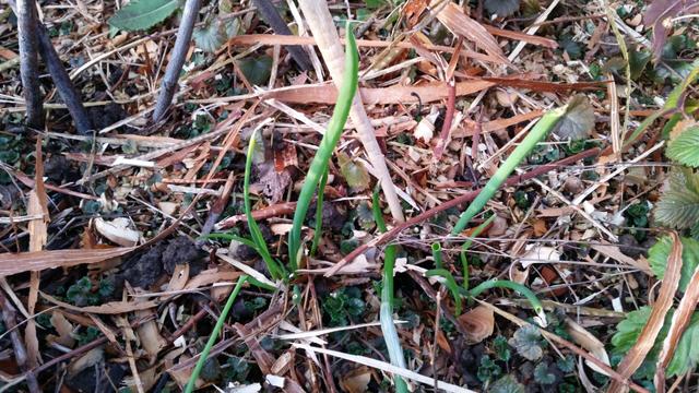Winterheckezwiebel (Allium fistulosum)