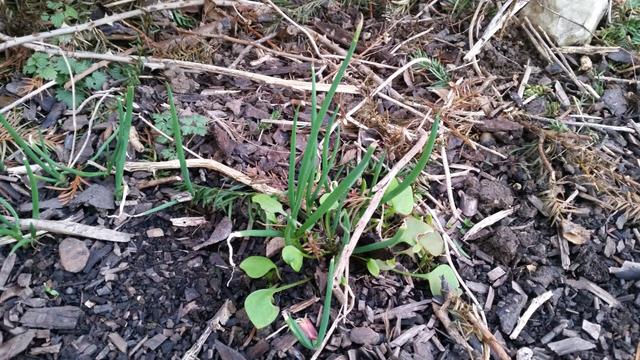 Luftzwiebel (Allium cepa v. proliferum)