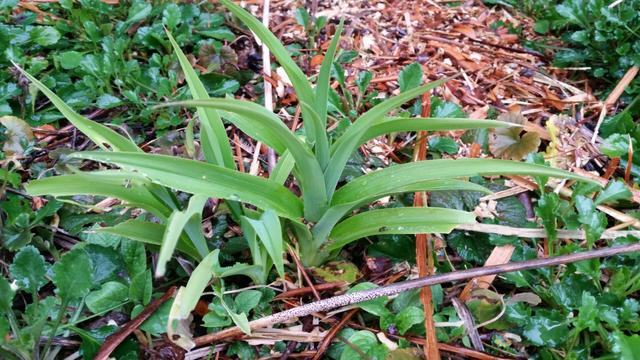 Gelbe Taglilie (Hemerocallis lilioasphodelus)