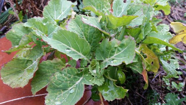 Ewiger Kohl (Brassica oleracea "Acephala")