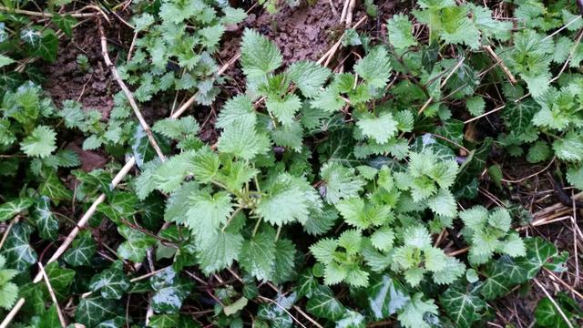 Große Brennessel (Urtica dioica)