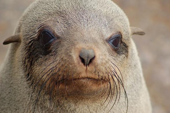 The head of a Fur Seal at Cape Cross, Namibia