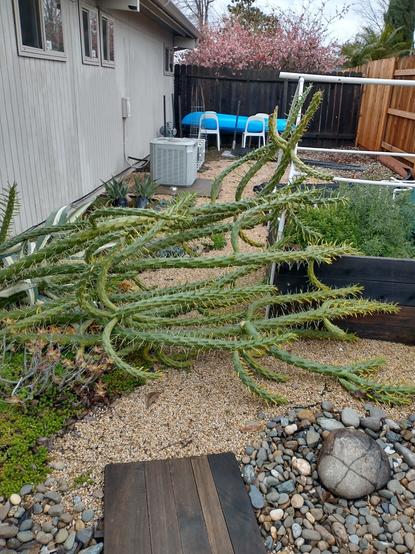 An opuntia cactus blown over in recent storms. It's a multi armed spiky mess